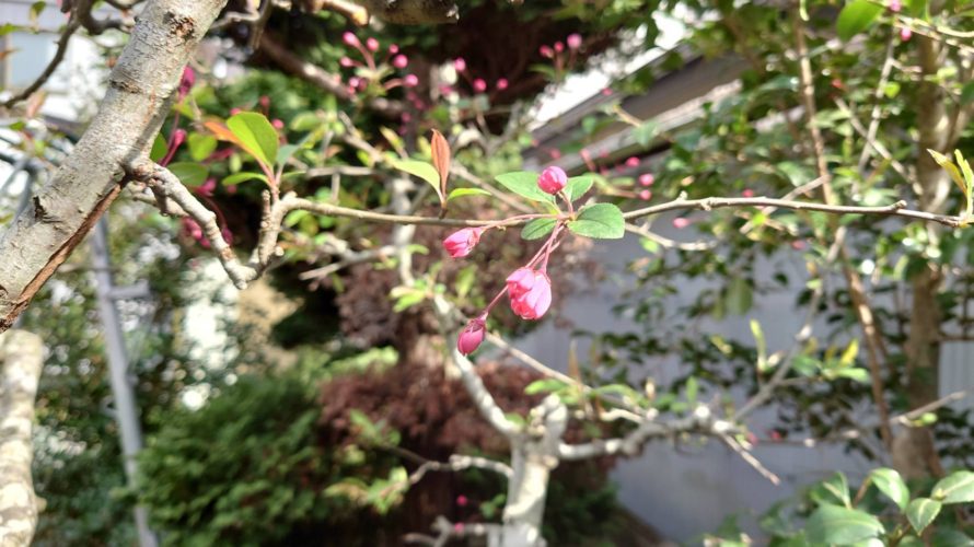 ハナカイドウの花